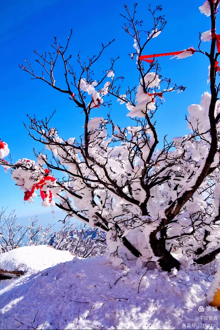 崂山雾淞·琼树玉枝